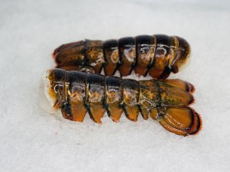 X-Large Lobster Tails